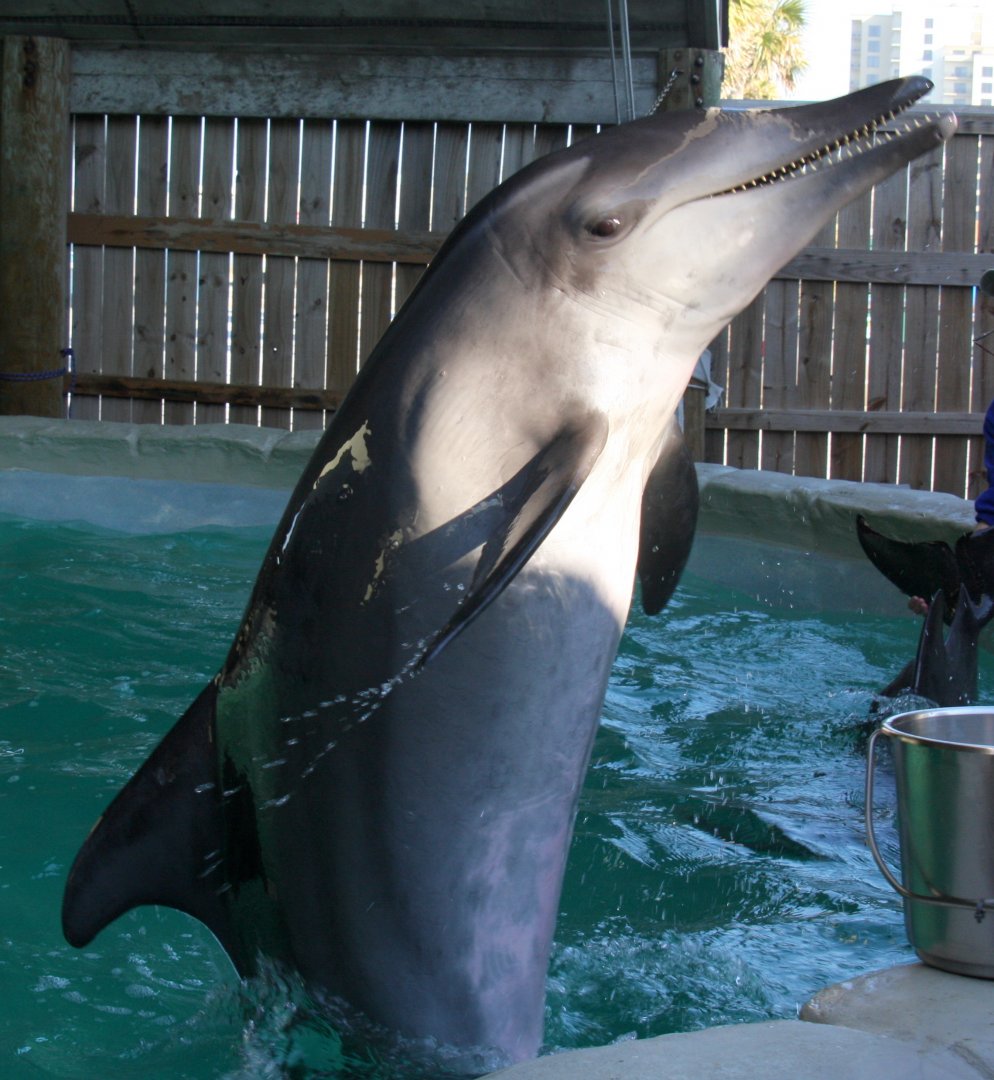 rough-toothed dolphin (Steno bredanensis) 2011