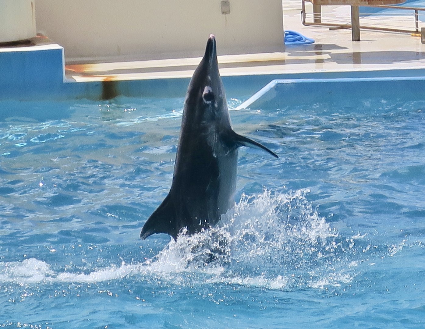 Rough-Toothed Dolphin (Steno bredanensis) performing
