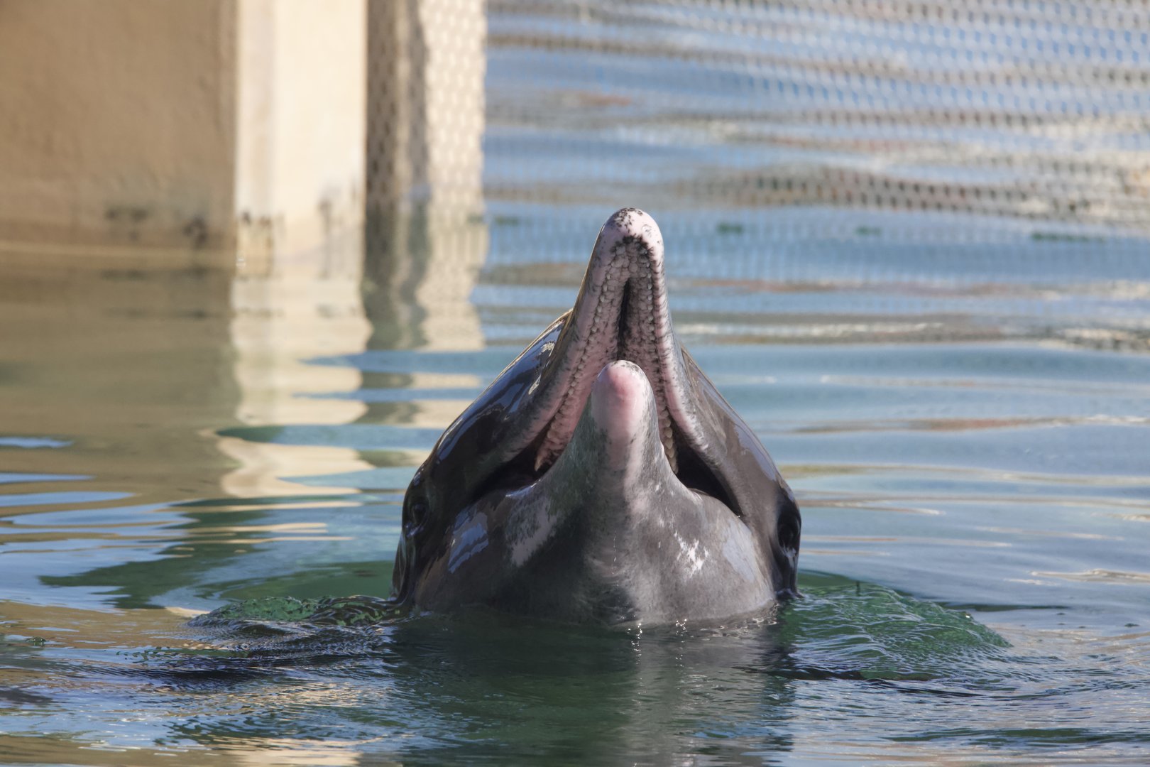Rough-toothed dolphin/ Steno bredanensis Rex