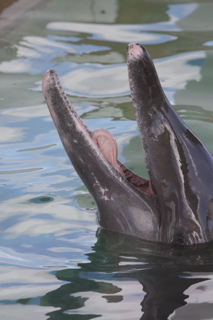 Rough-toothed dolphin/ Steno bredanensis Rex