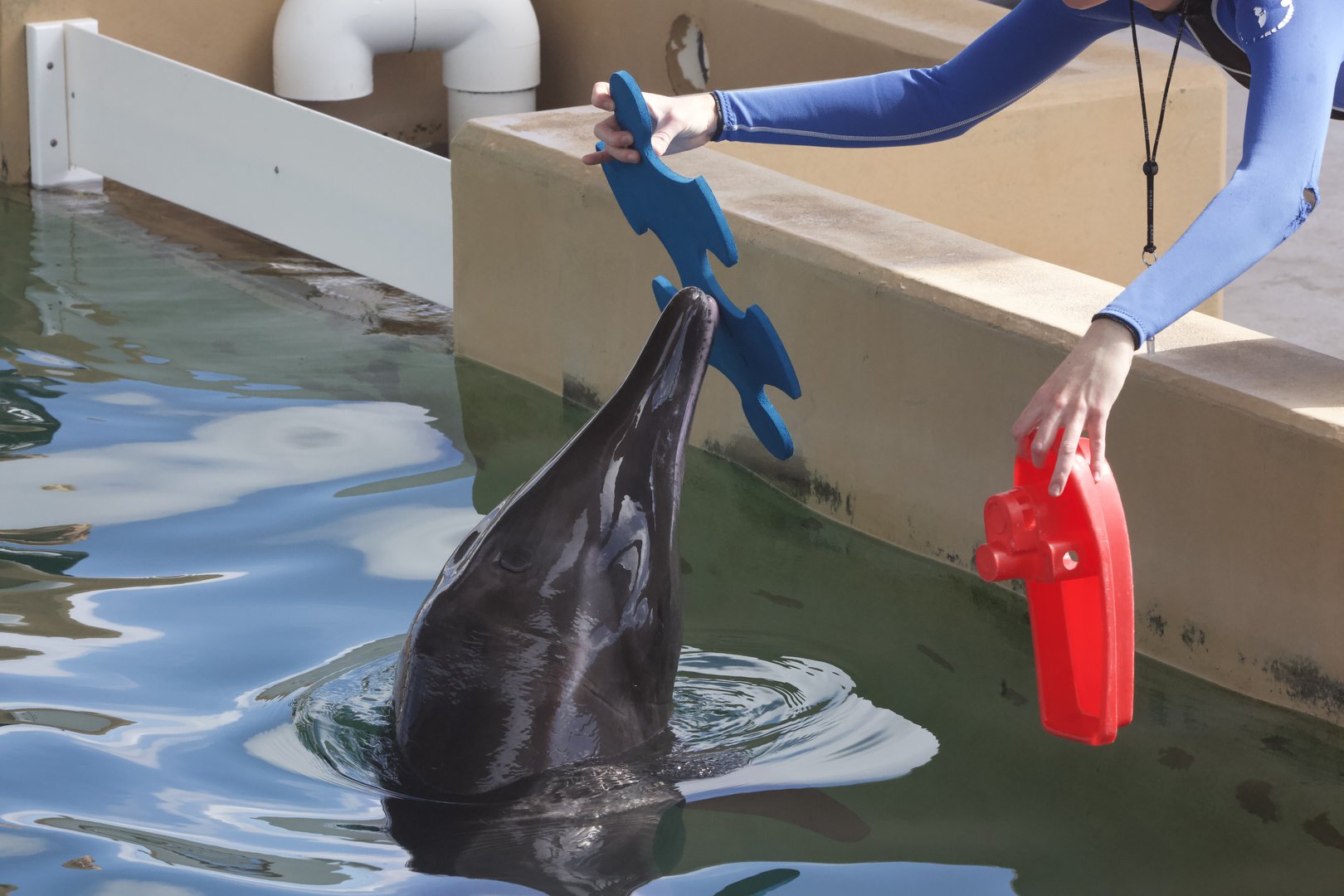 Rough-toothed dolphin/ Steno bredanensis Rex