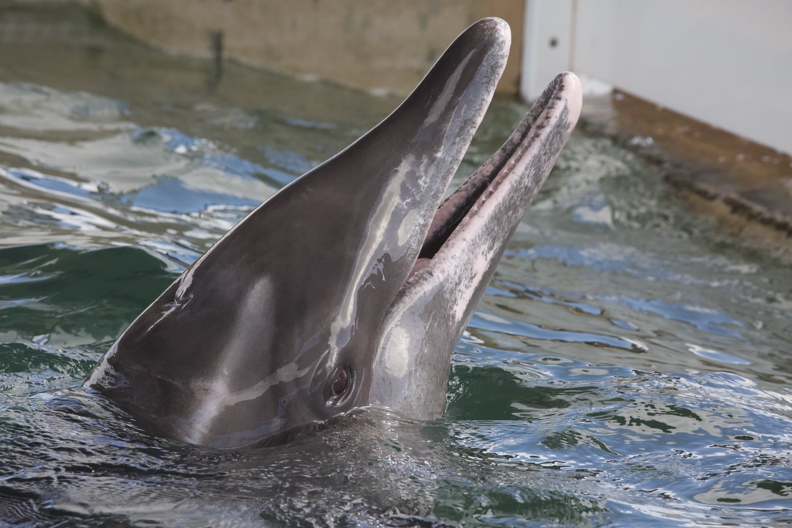 Rough-toothed dolphin/ Steno bredanensis Rex