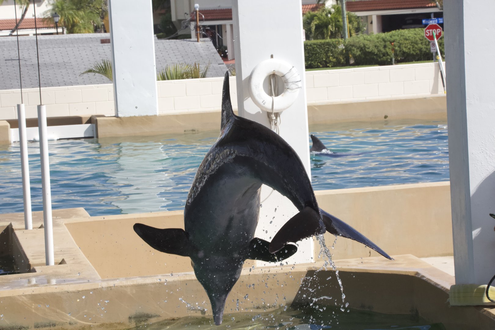 Rough-toothed dolphin/ Steno bredanensis Rex