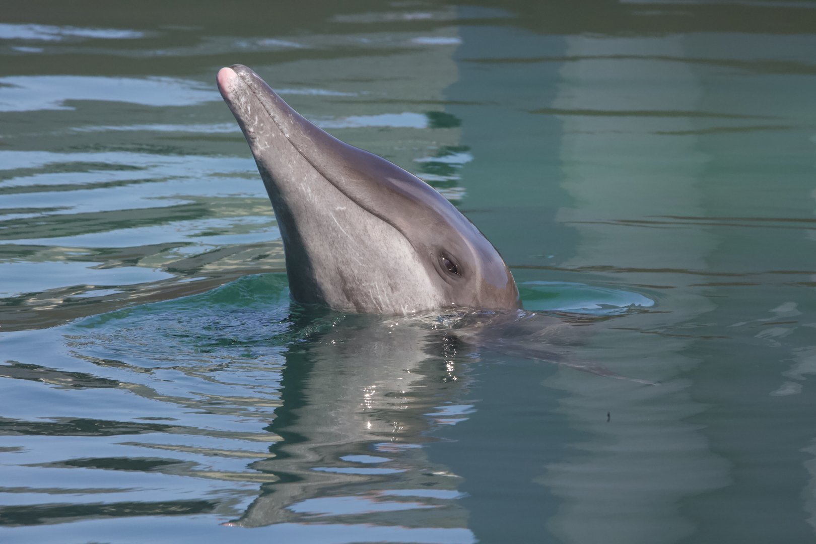 Rough-toothed dolphin/ Steno bredanensis Rudolph