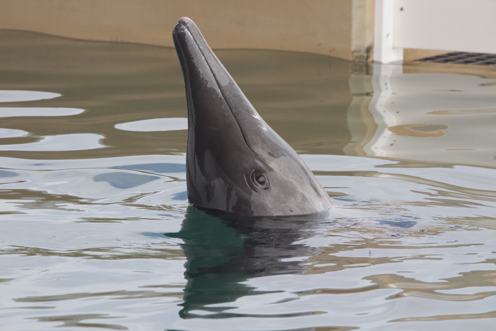 Rough-toothed dolphin/ Steno bredanensis Rudolph