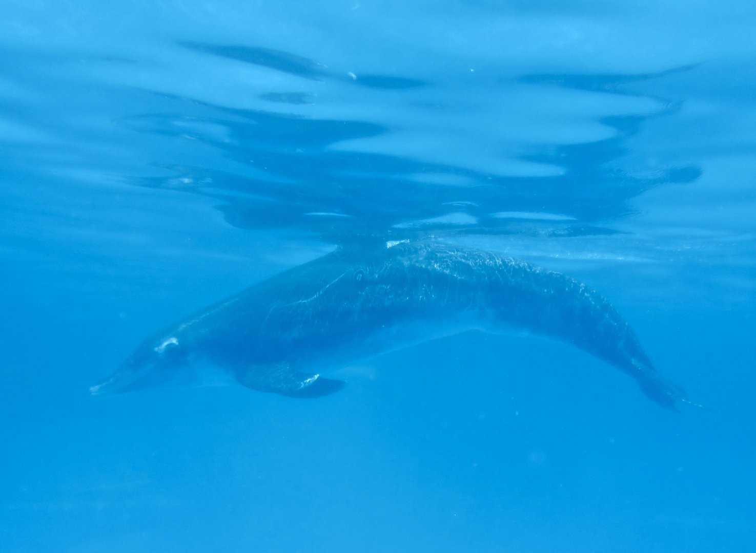 Rough-Toothed Dolphin (Steno bredanensis)