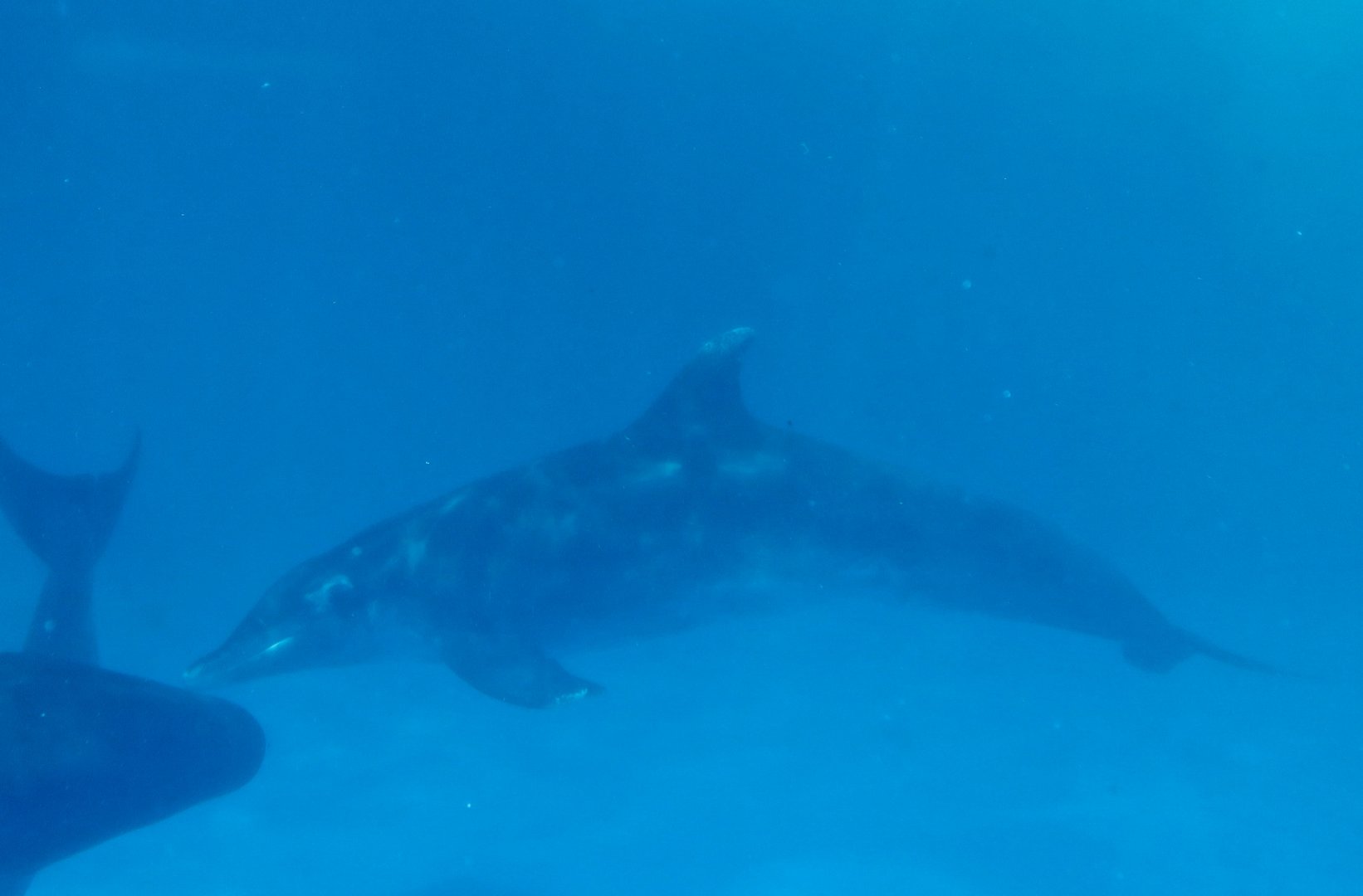 Rough-Toothed Dolphin (Steno bredanensis)