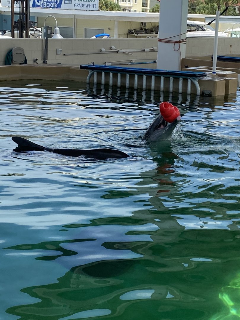 Rough toothed Dolphin (Steno bredanensis)