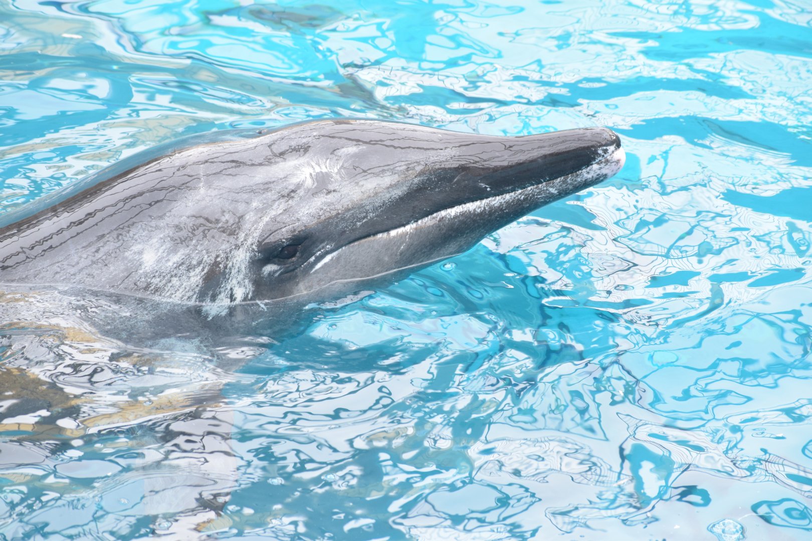 Rough-toothed dolphin - Taiji Whale Museum