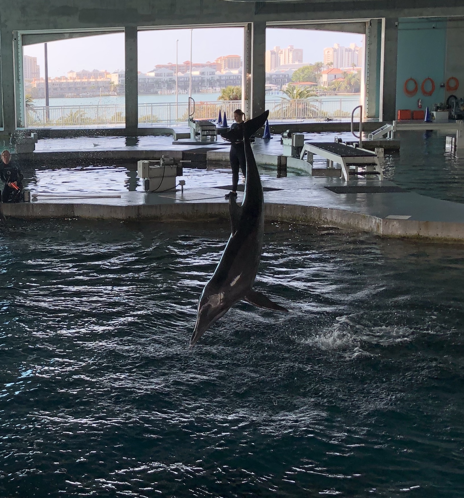 Rough-toothed dolphin