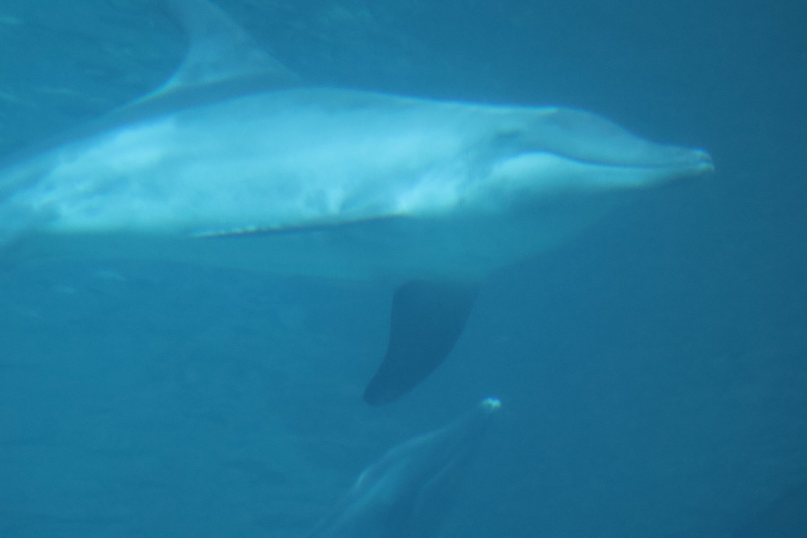 Rough toothed dolphin