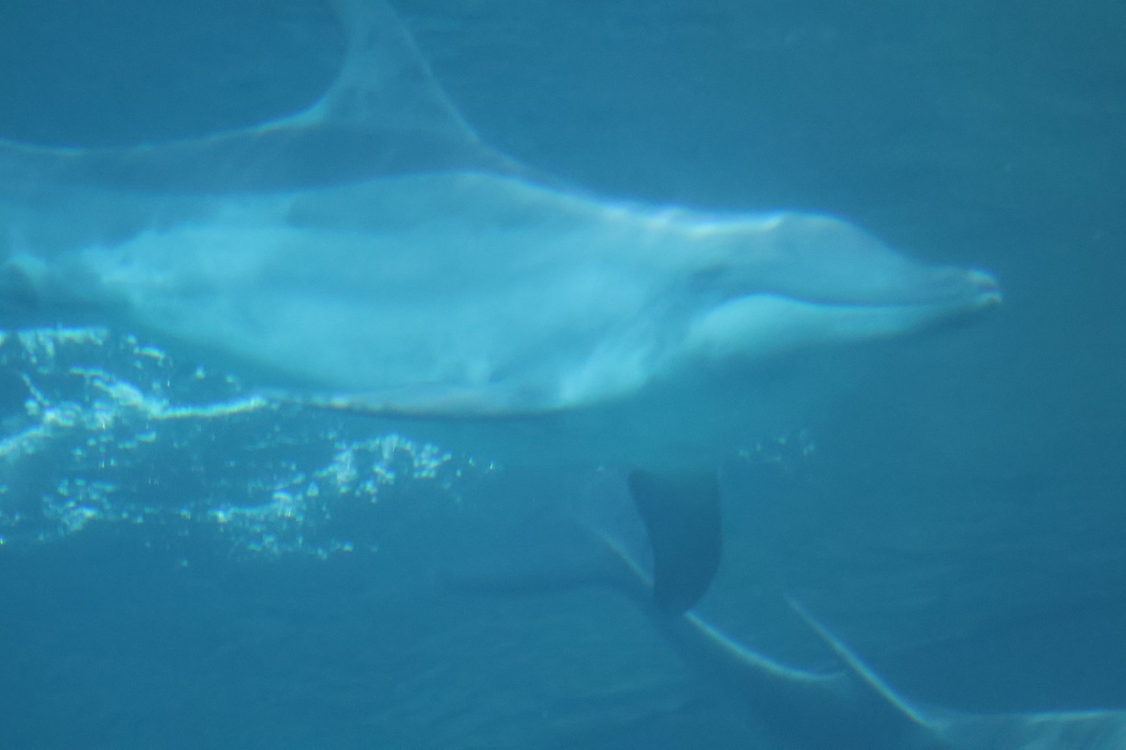 Rough toothed dolphin