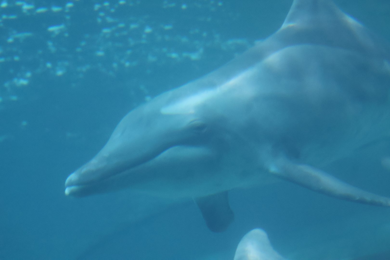 Rough toothed dolphin