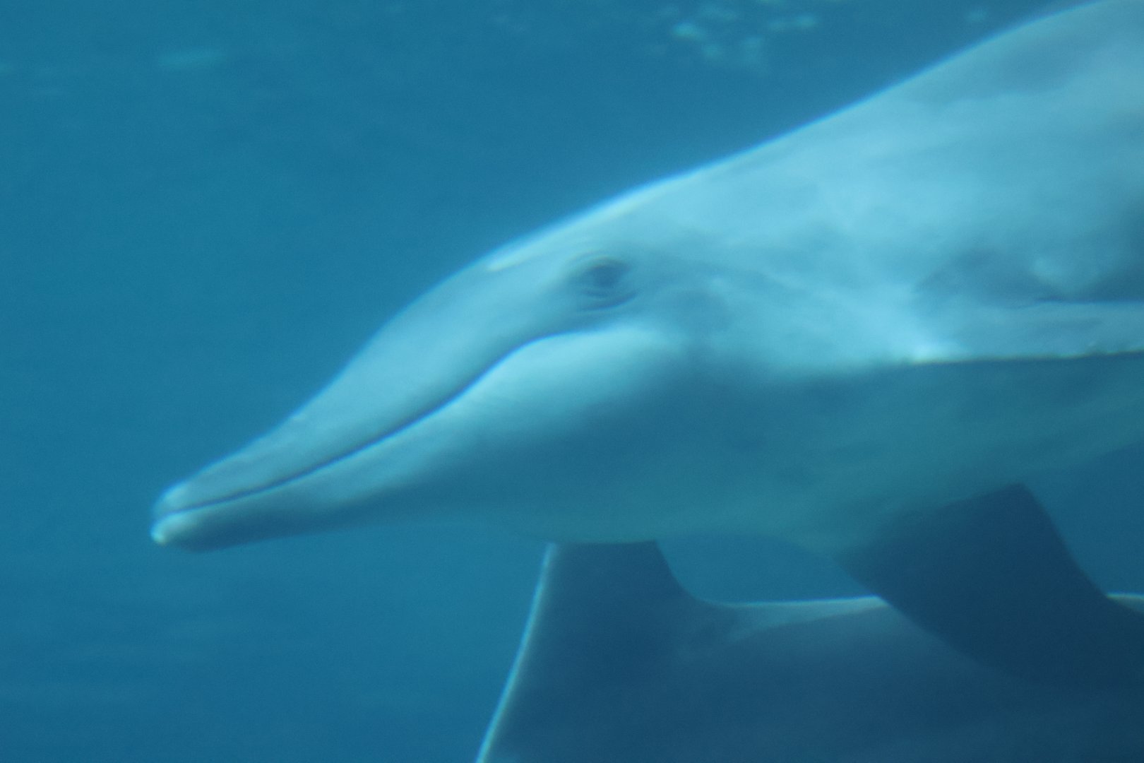 Rough toothed dolphin