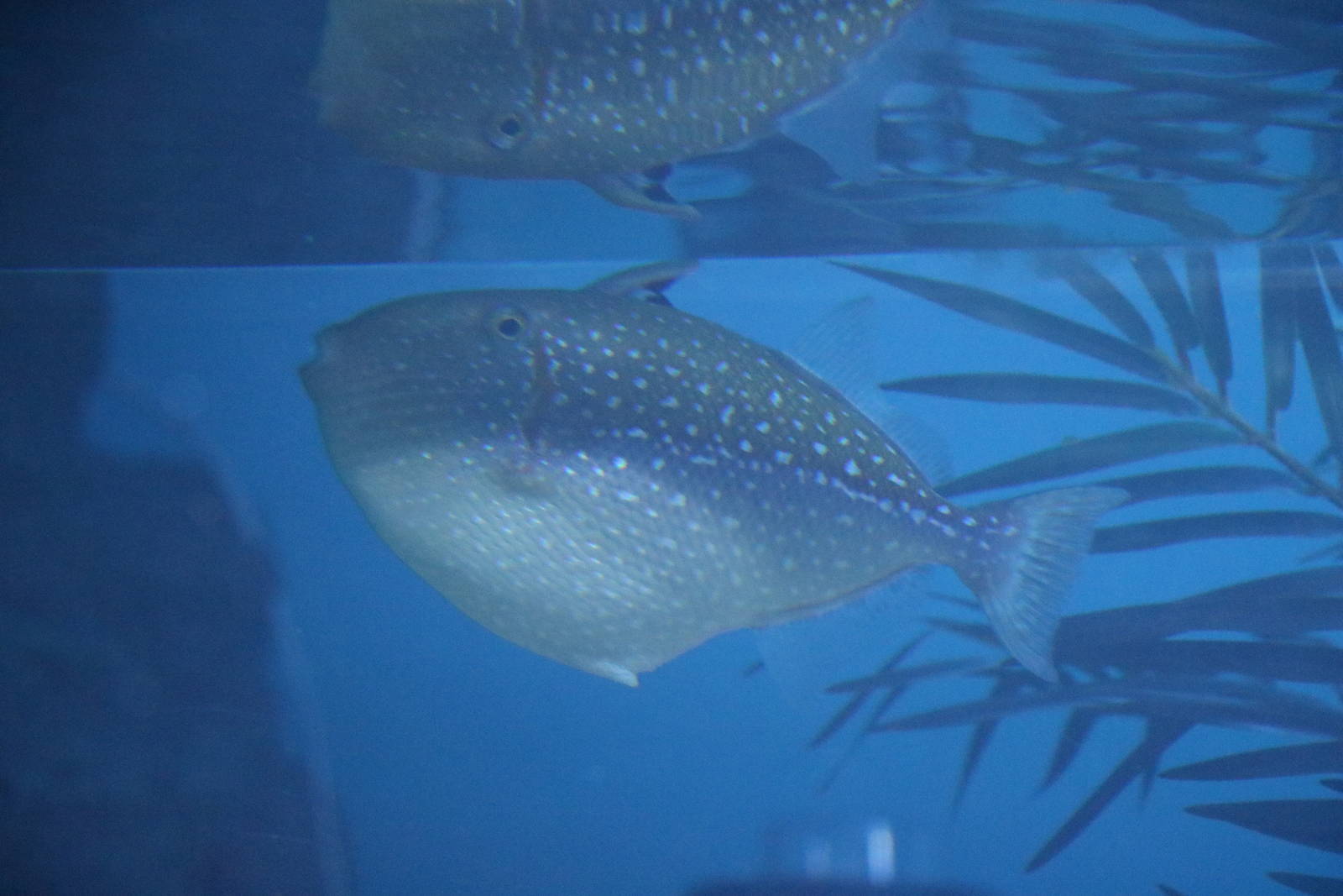Rough triggerfish, February 2016