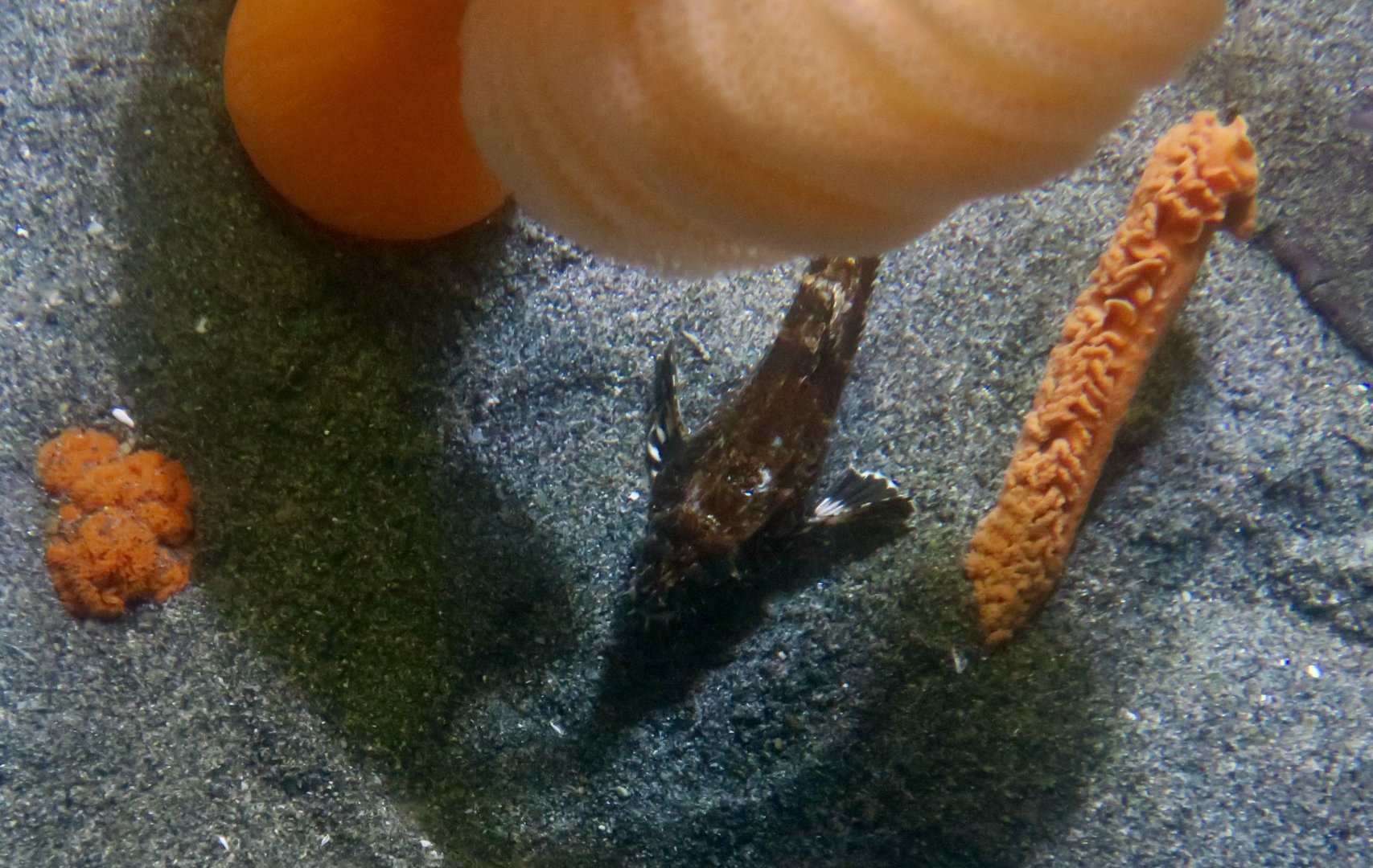Roughback Sculpin (Chitonotus pugetensis)