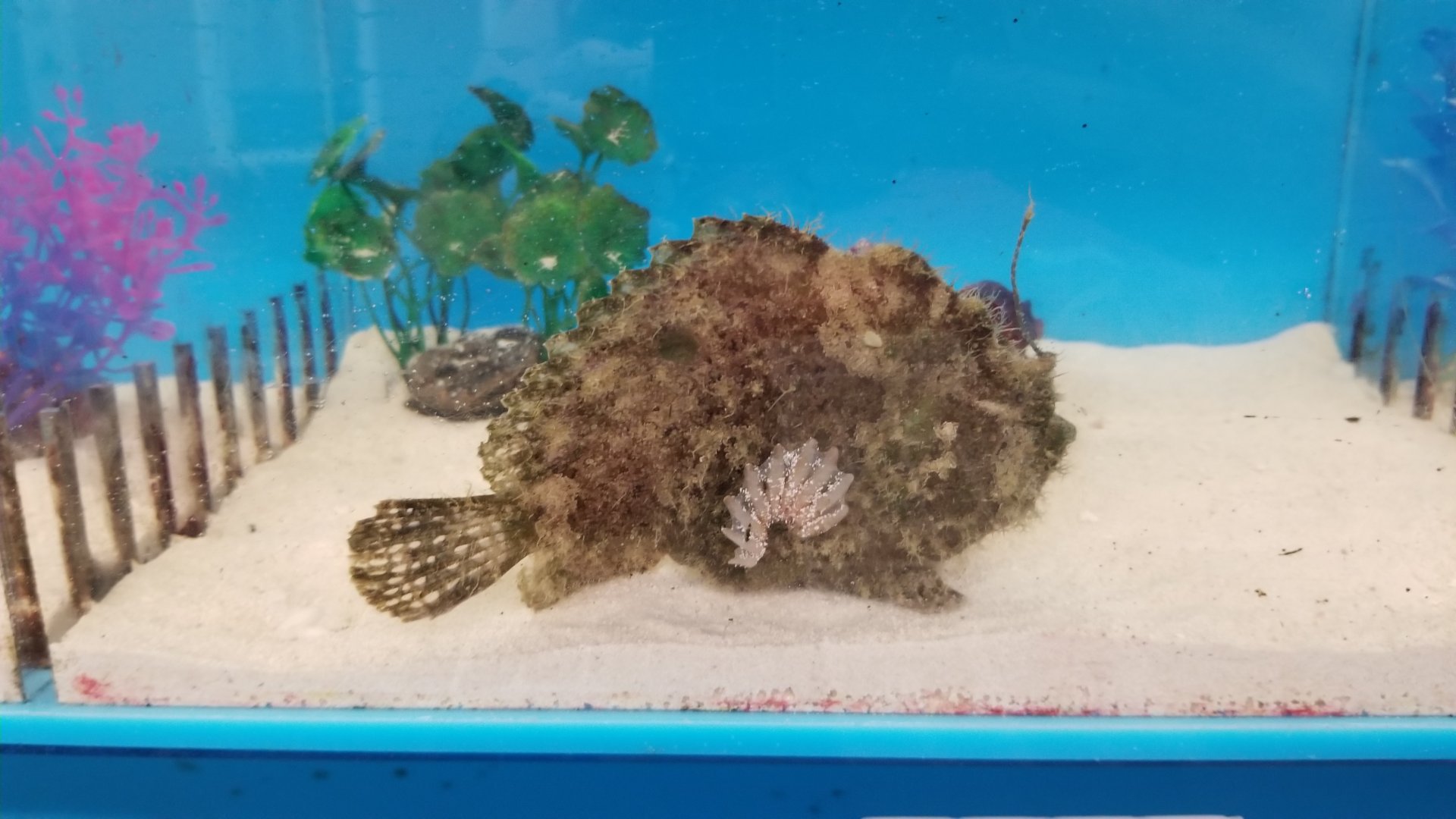 Roughbar frogfish, Fowlerichthys avalonis