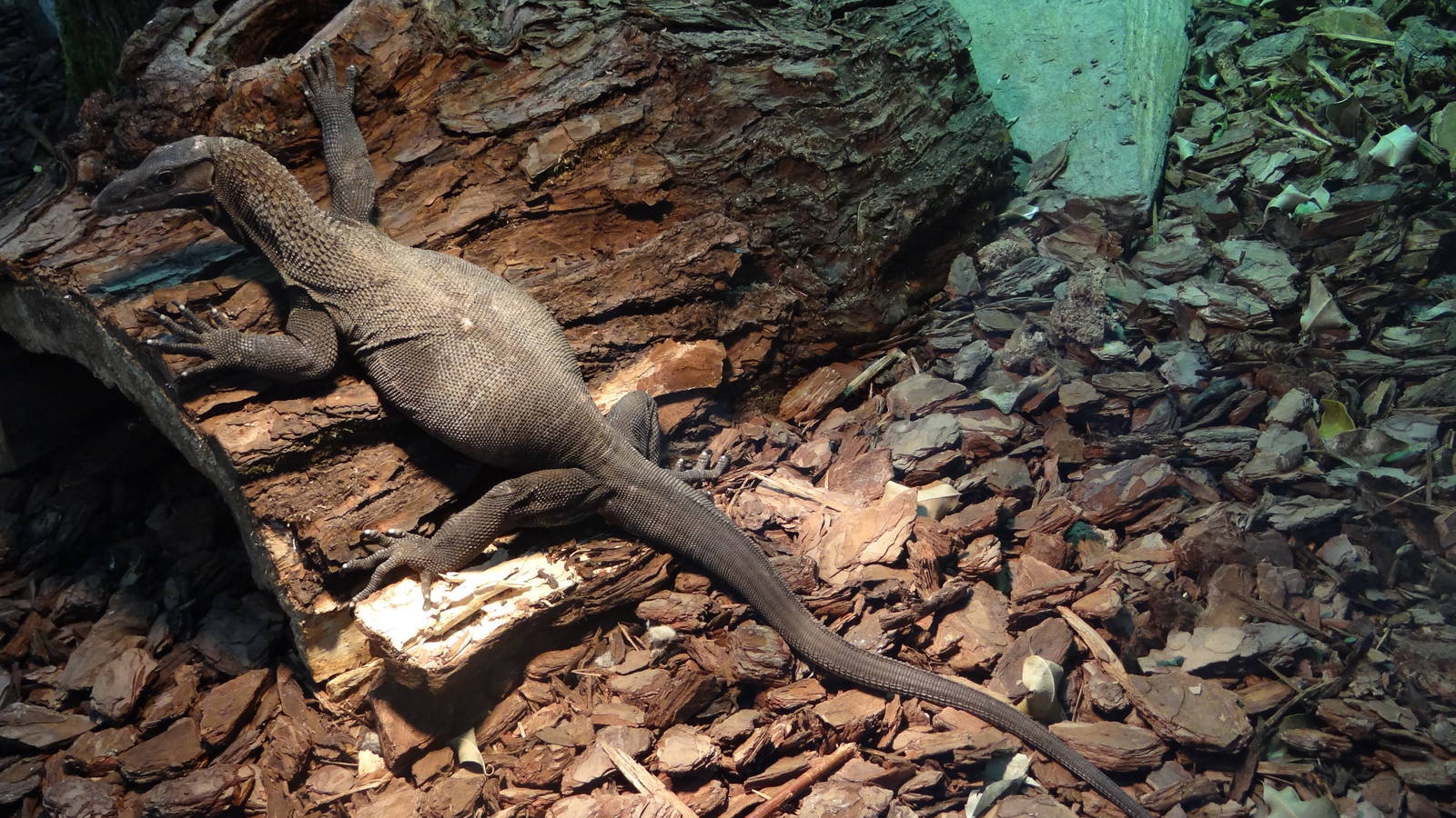 Roughneck Monitor Lizard