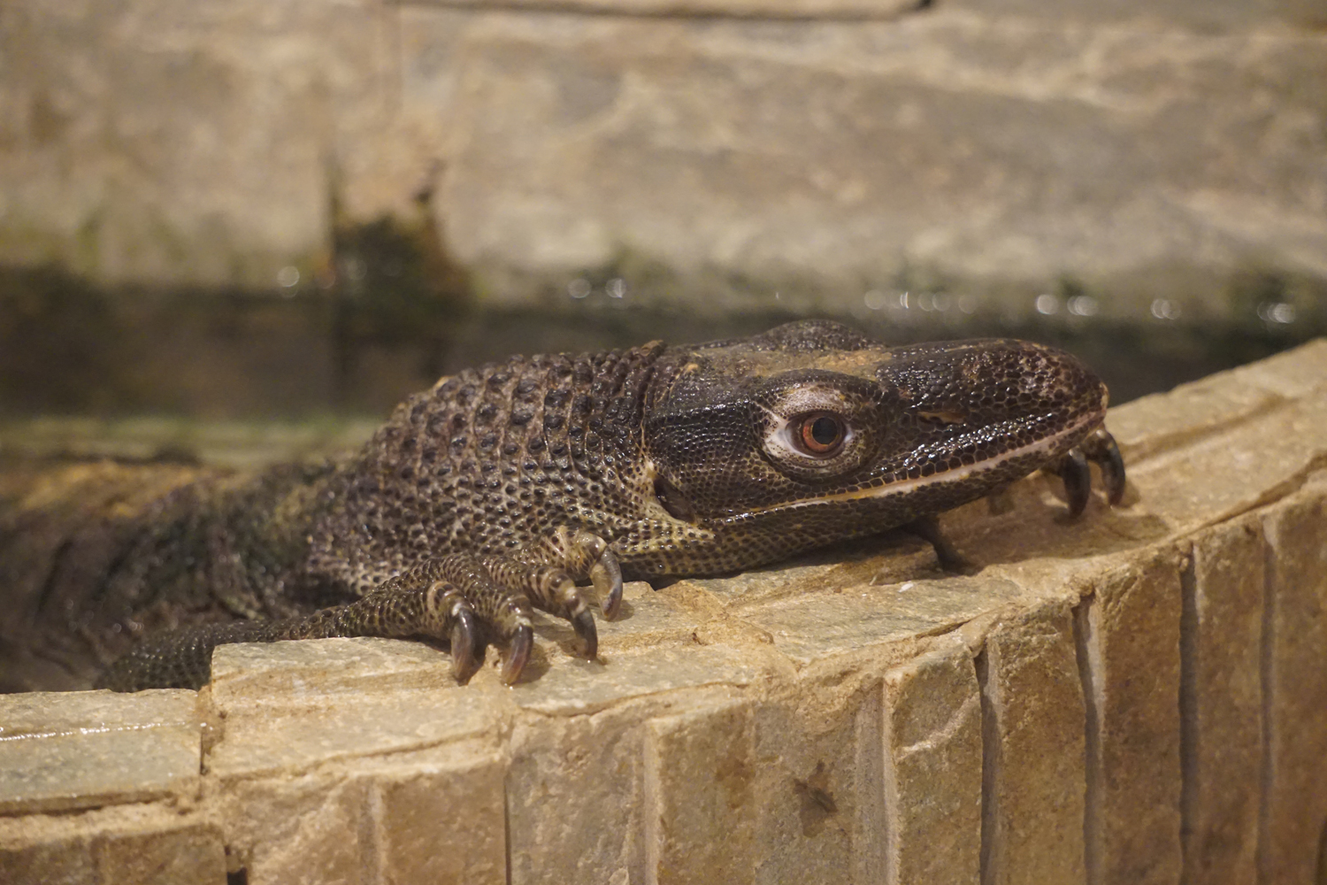 Roughneck monitor lizard