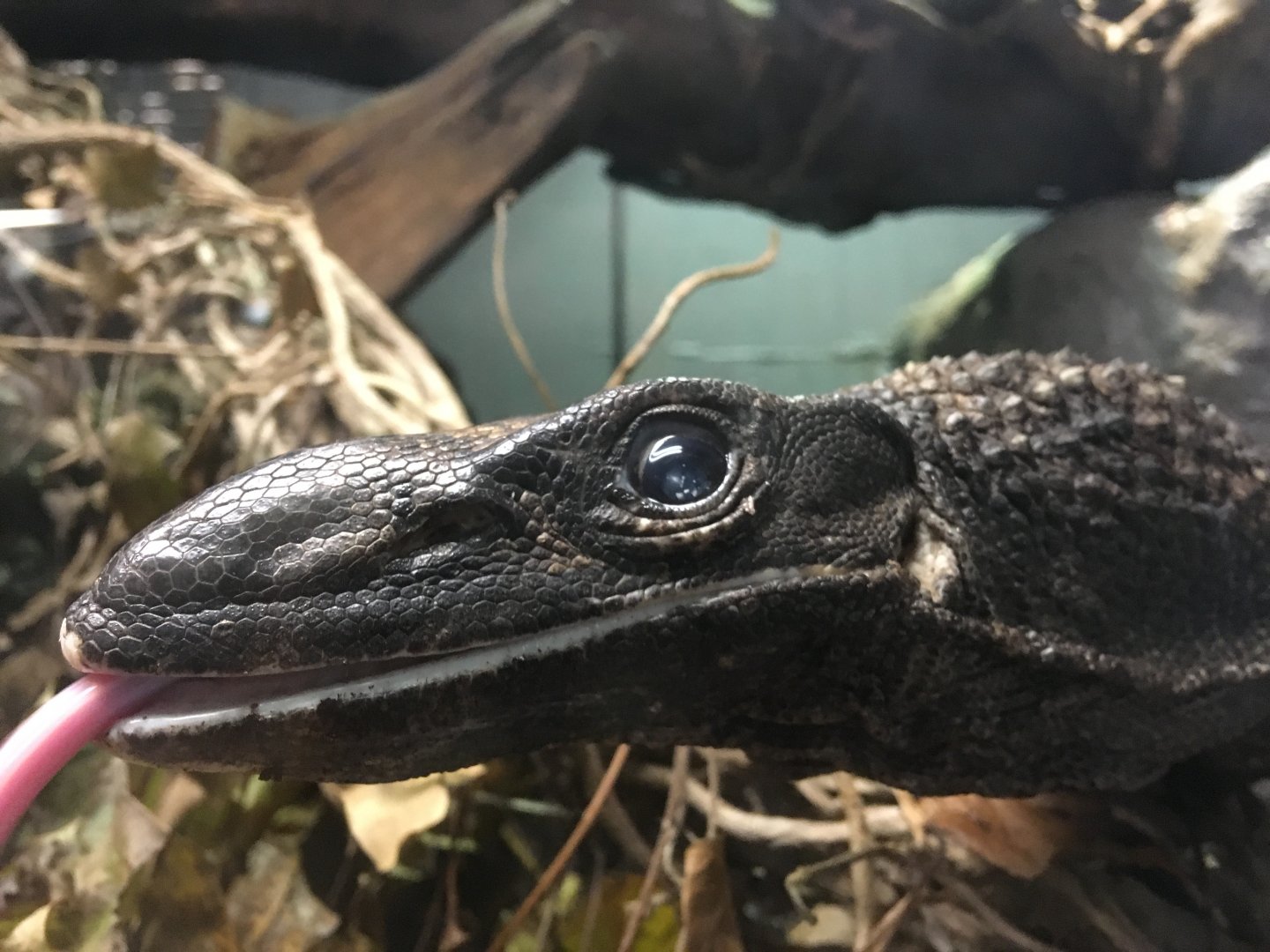 Roughneck monitor (Varanus rudicollis) at the Reptile Village Conservation Zoo