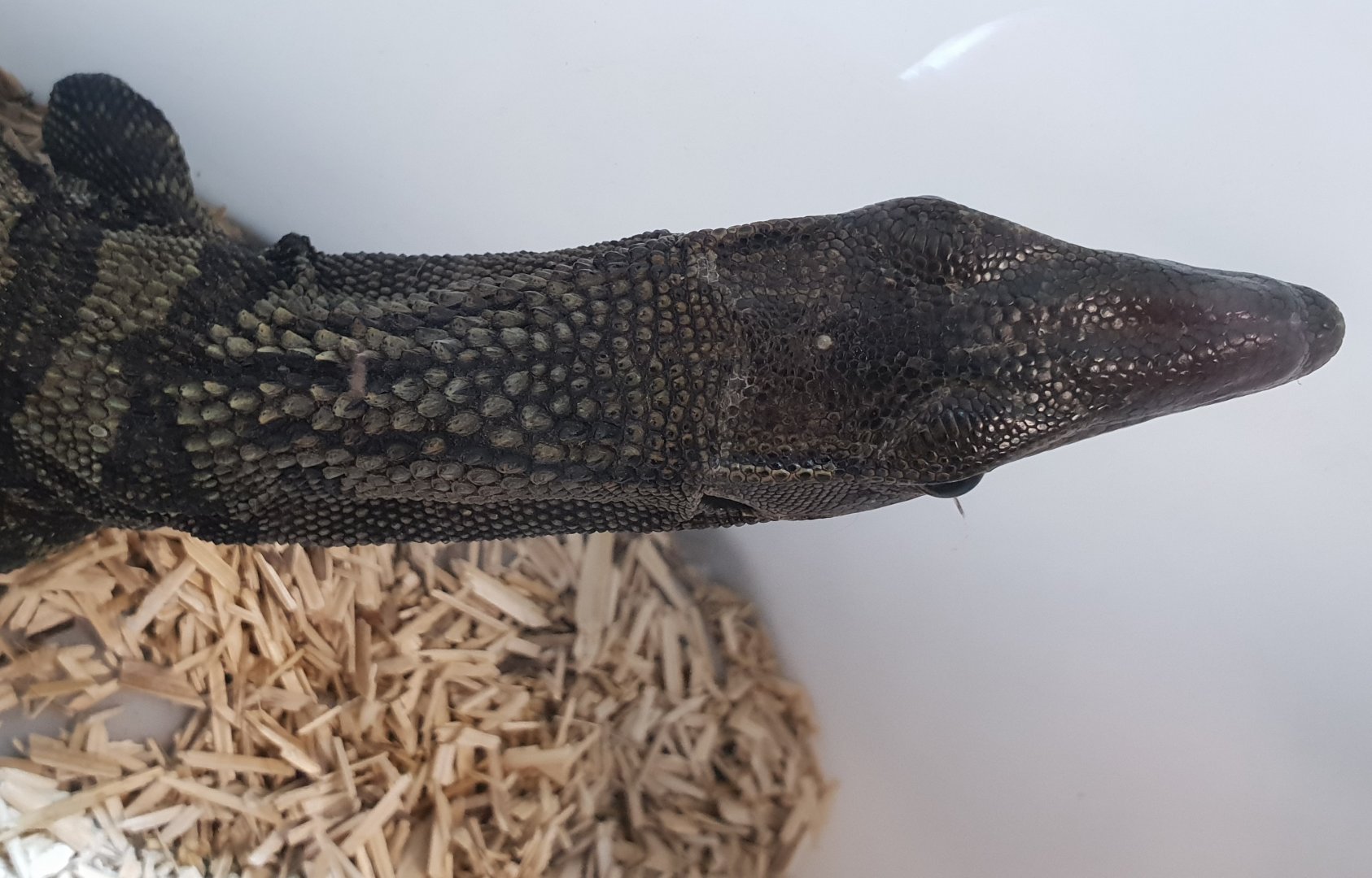 Roughneck monitor - Varanus rudicollis