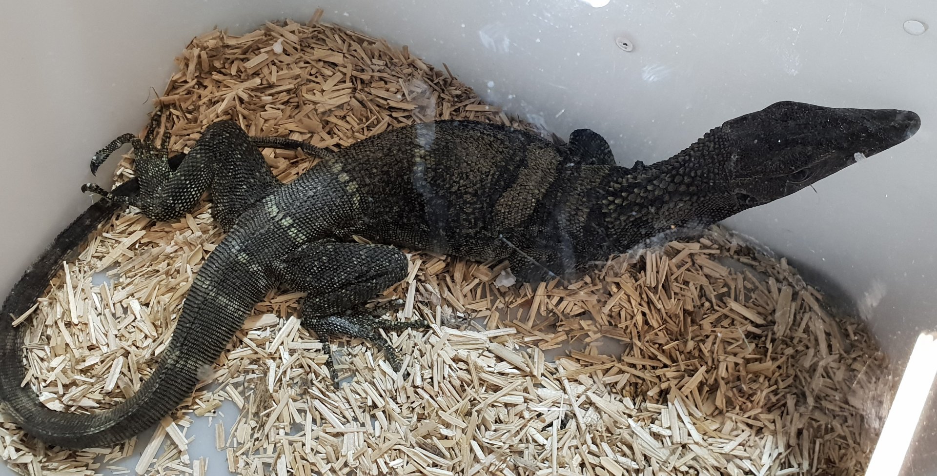 Roughneck monitor - Varanus rudicollis