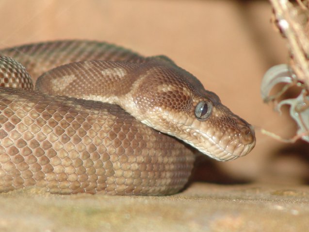 Roughscaled Python closeup