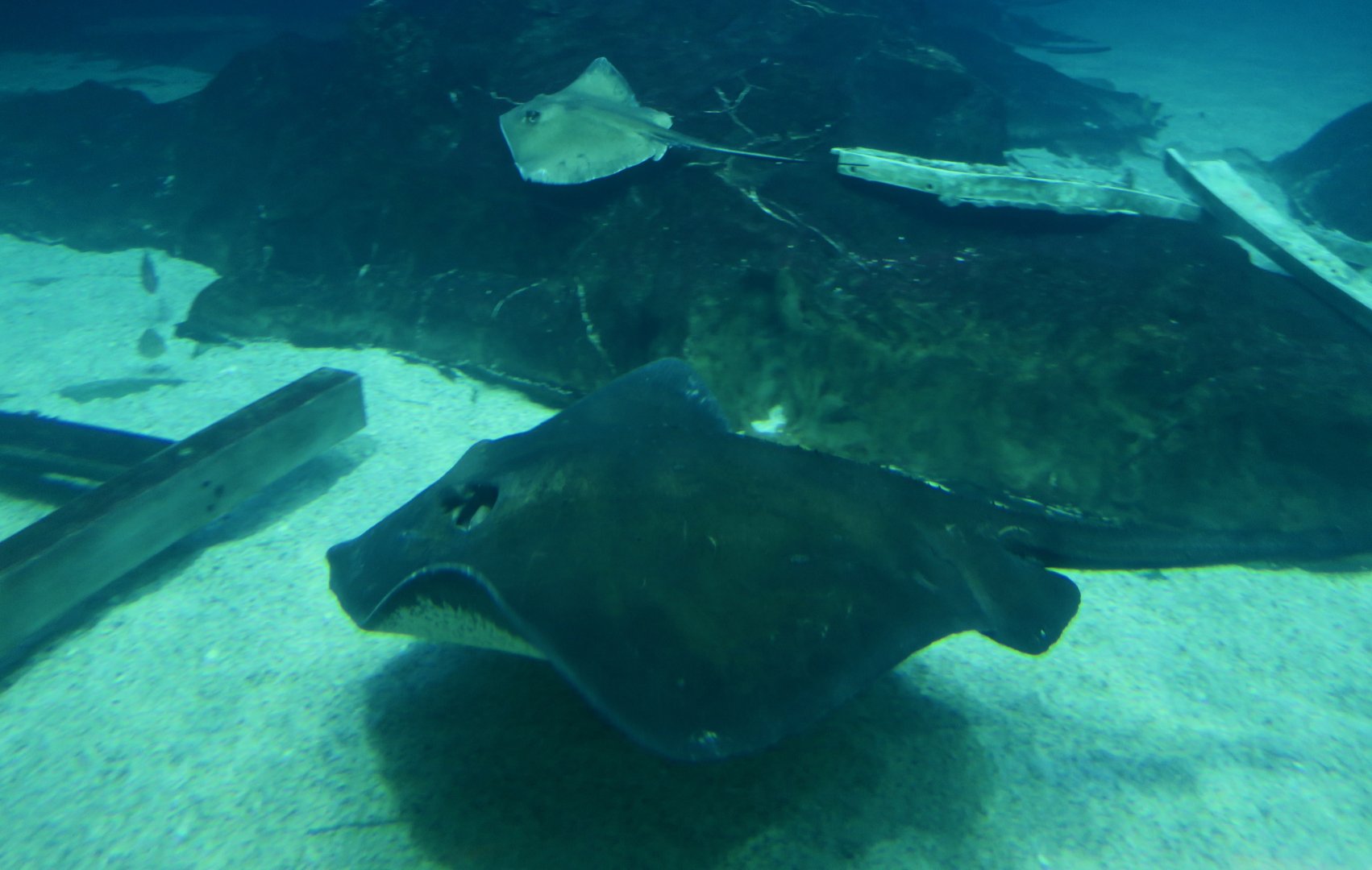 Roughtail Stingray (Bathytoshia centroura) and Southern Stingray (Hypanus americanus)
