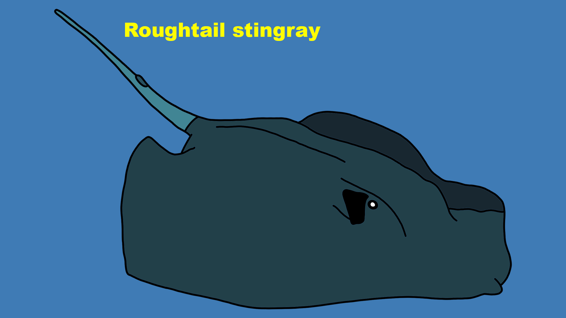 Roughtail stingray (Bathytoshia centroura)