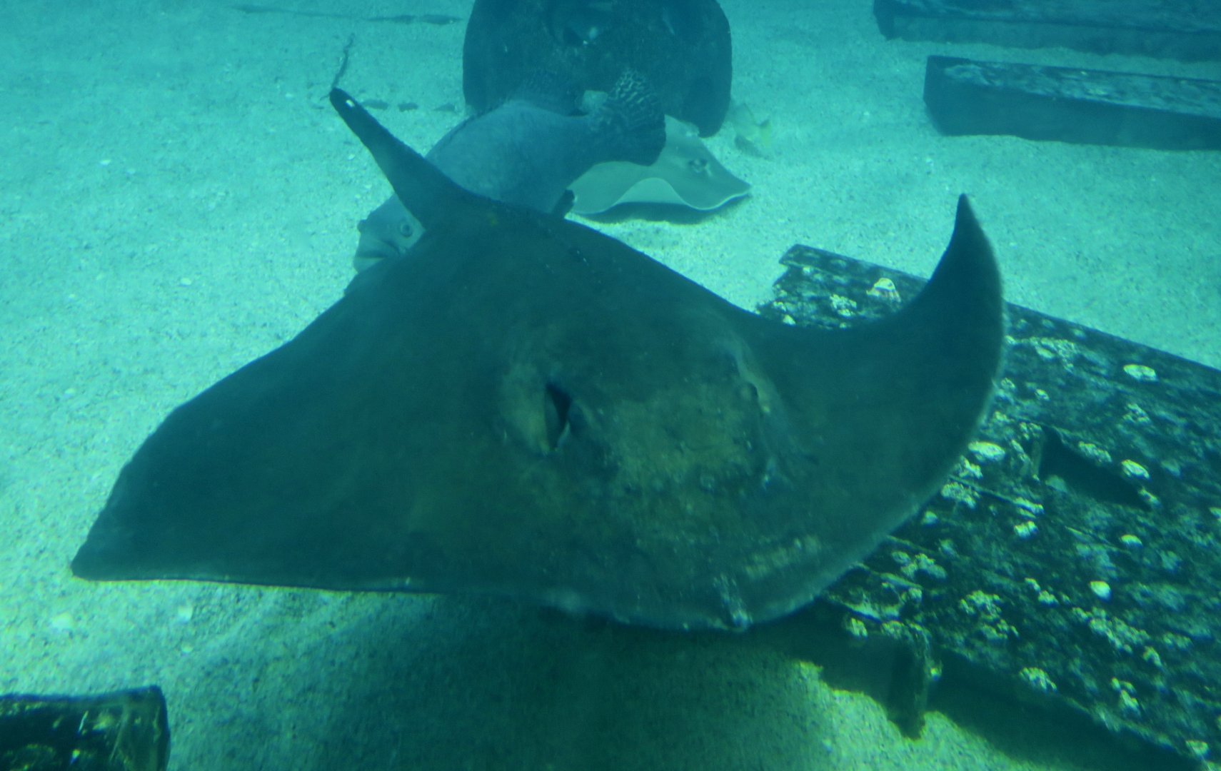 Roughtail Stingray (Bathytoshia centroura)