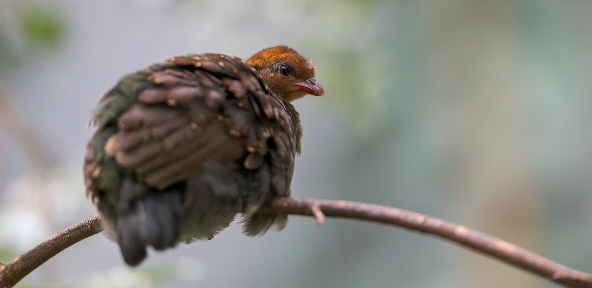 Roul-Roul / Crested Partridge juvenile, Chester, UK
