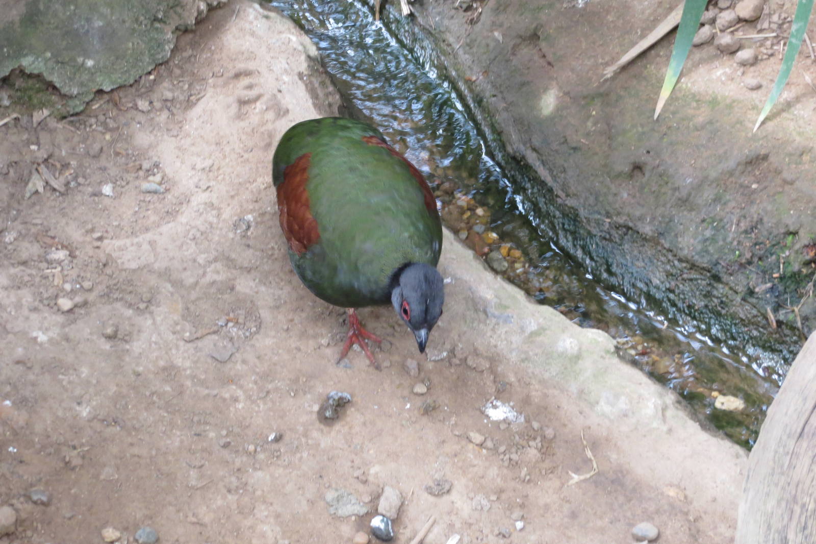 Roul-roul Partridge 060515