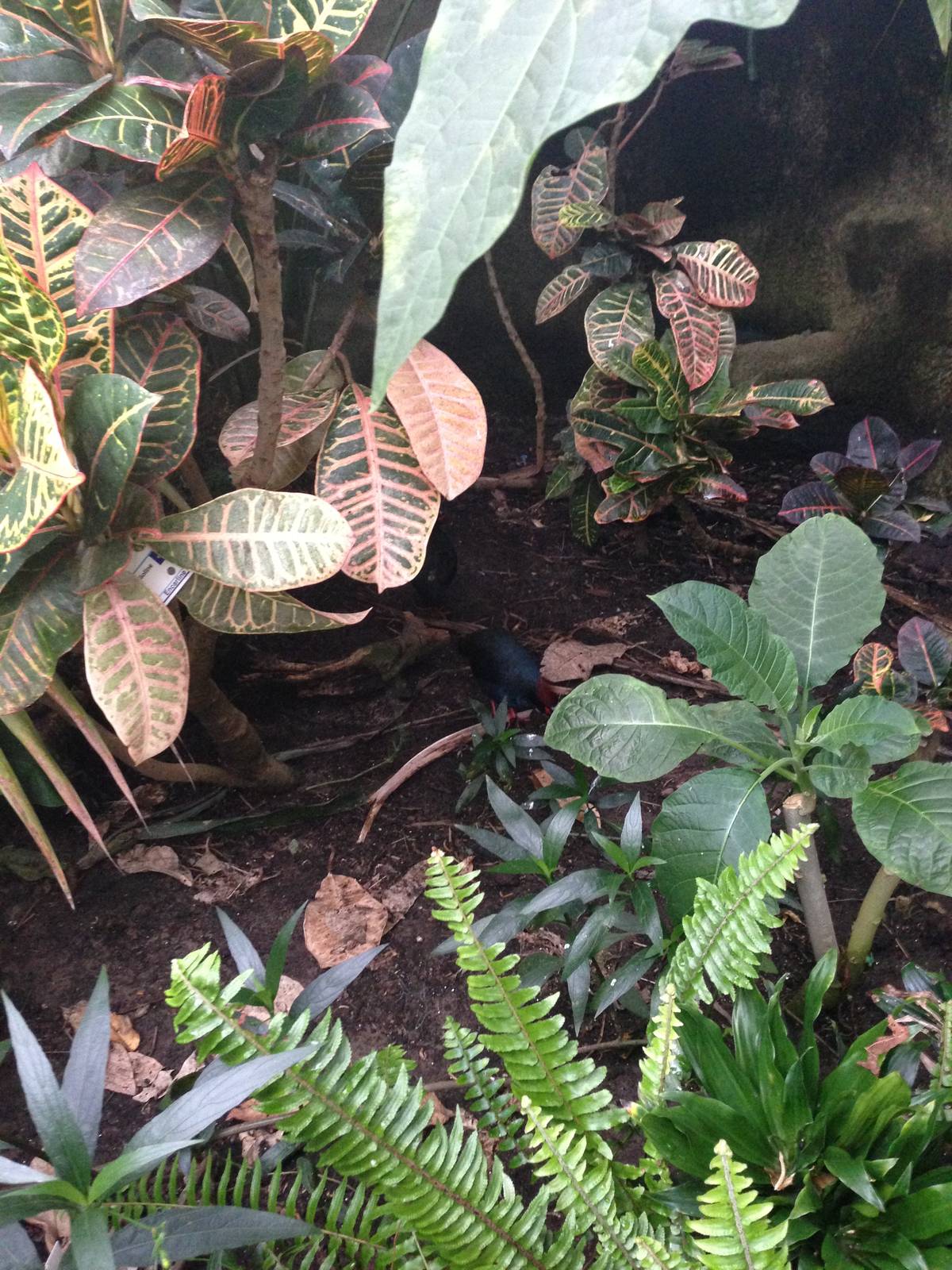 Roul-Roul Partridge at Tropical World - 02/10/2013
