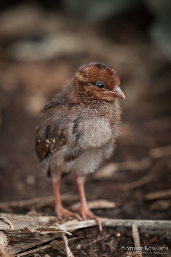 Roul-Roul Partridge Chick - 13/08/2011