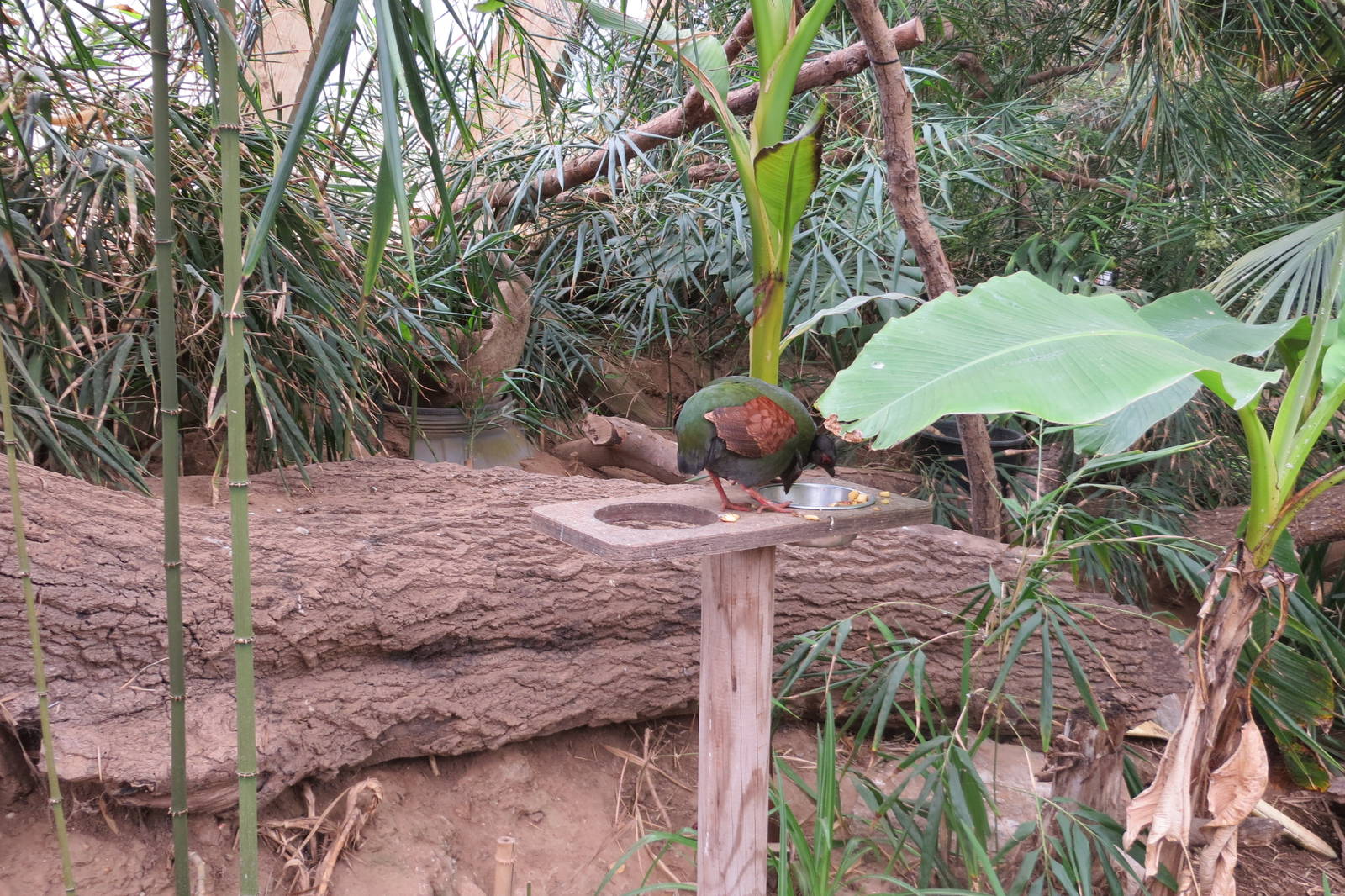 Roul-roul Partridge in Tropical House 060515