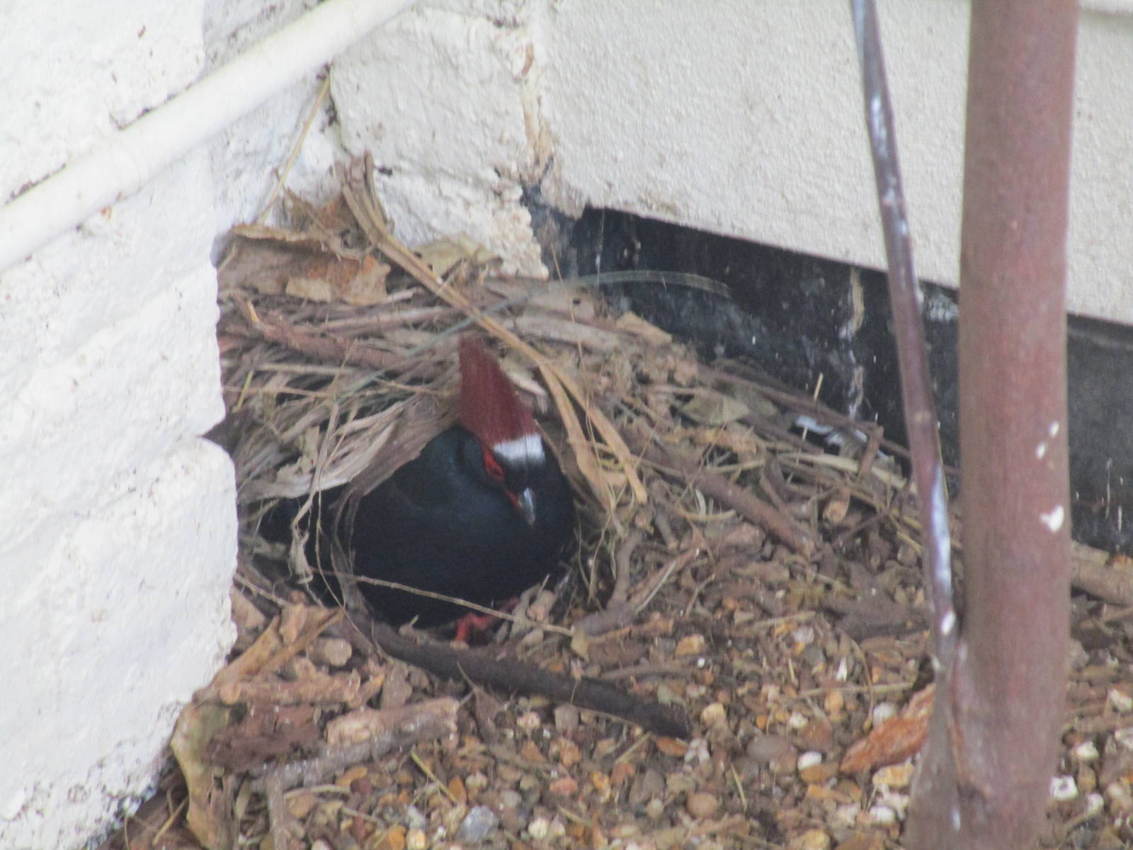 Roul Roul Partridge nest building