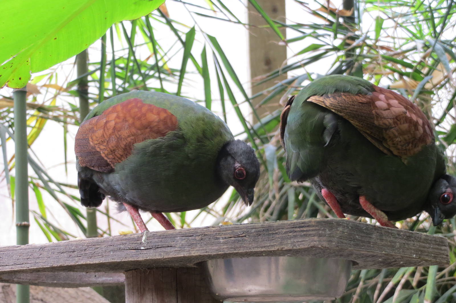 Roul-roul Partridges 060515