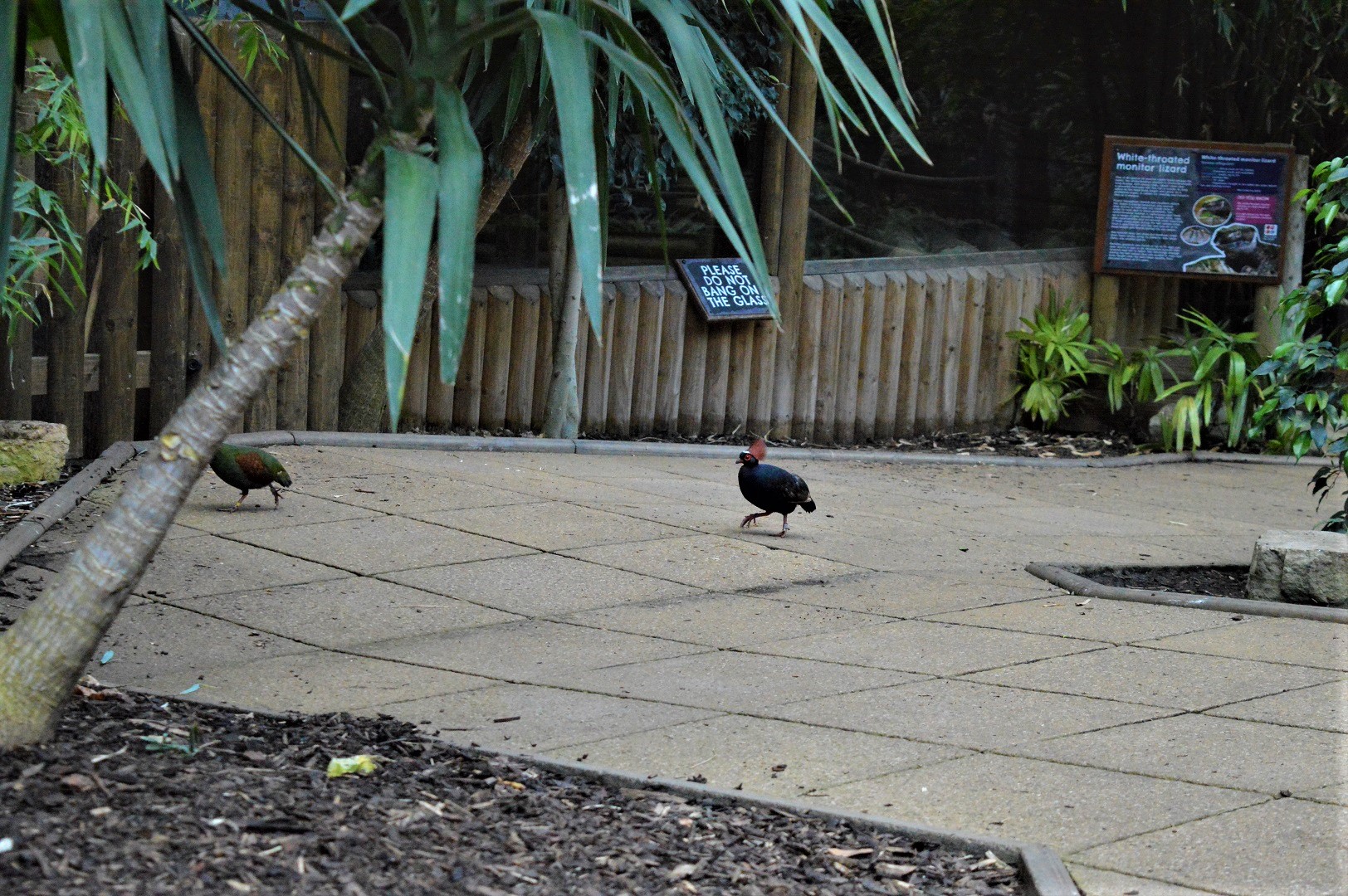 Roul roul partridges