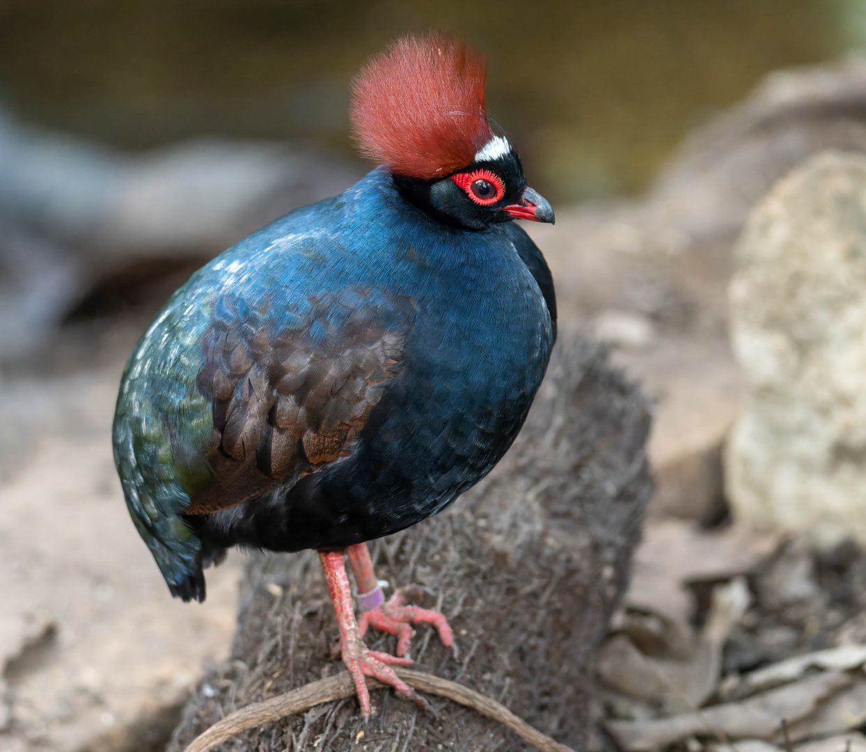 Roulroul / Crested Wood Partridge, CWP, UK