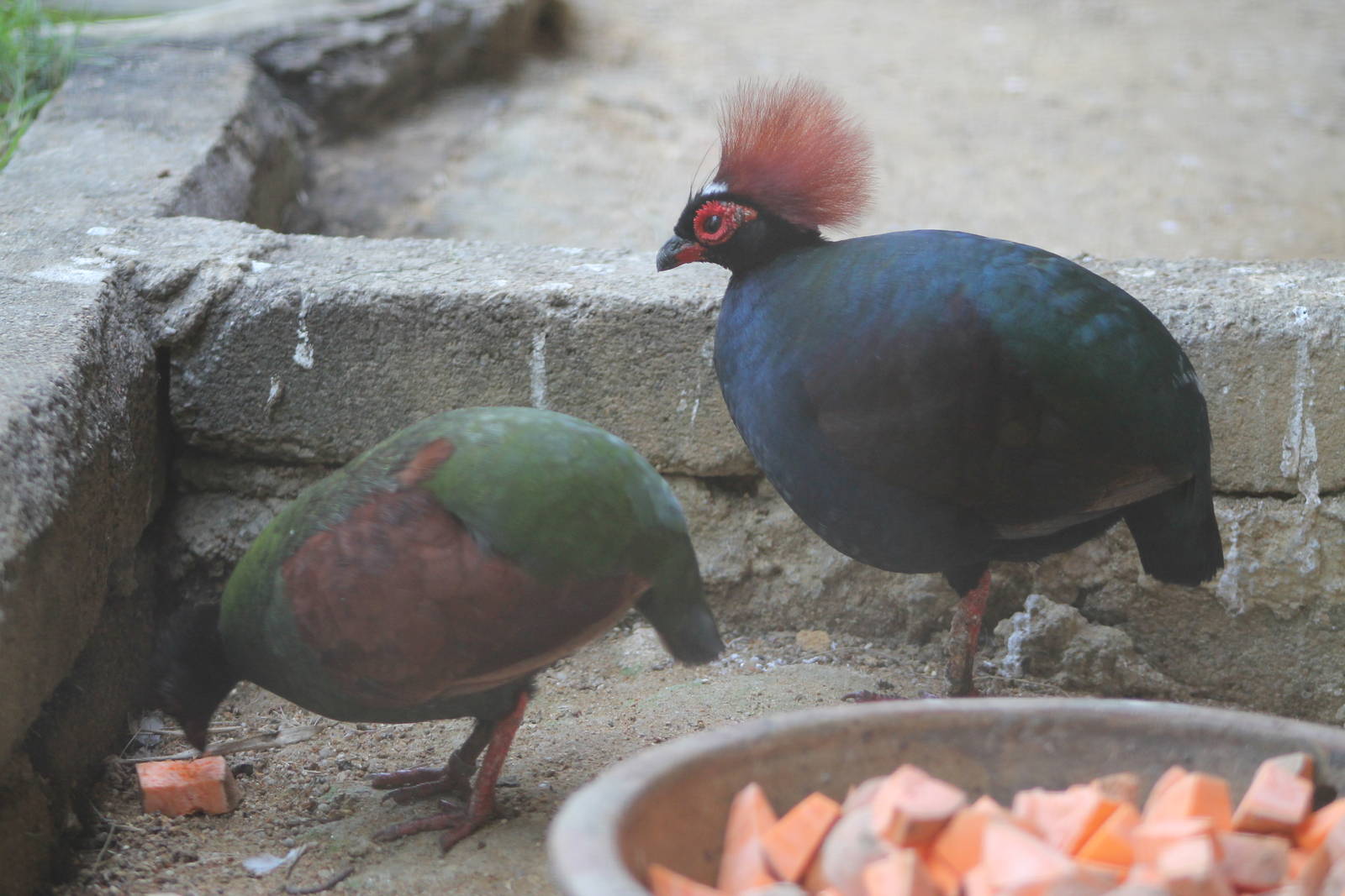 roulroul or crested wood partridges (Rollulus rouloul