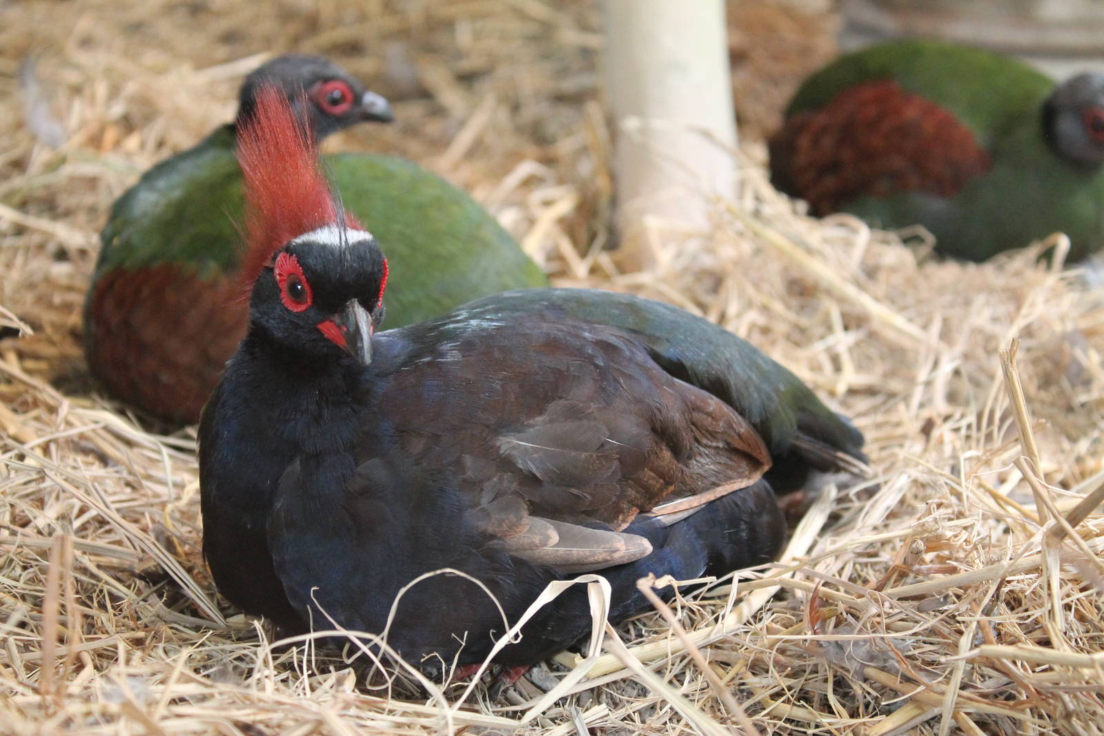 roulroul or crested wood partridges (Rollulus rouloul)