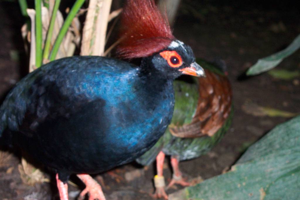 Roulroul or crested wood partrige