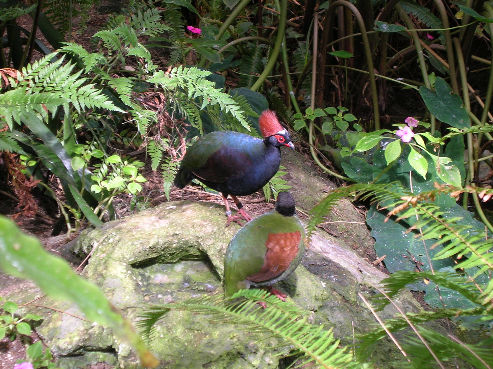 Roulroul Partridge 2-18-09