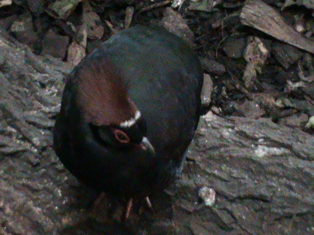 roulroul partridge 211010