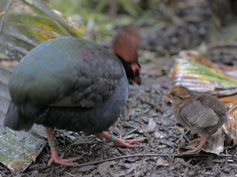 Roulroul partridges male and chick