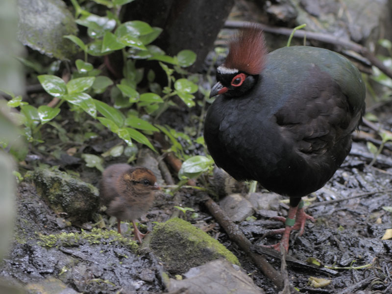 Roulroul partridges male and chick