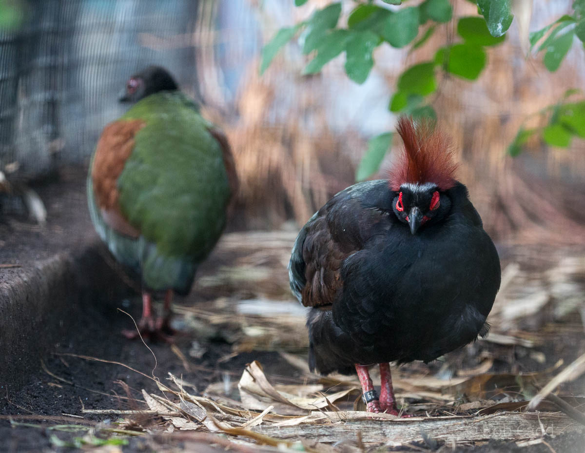 Roulroul : Waddesdon : 11 Oct 2015