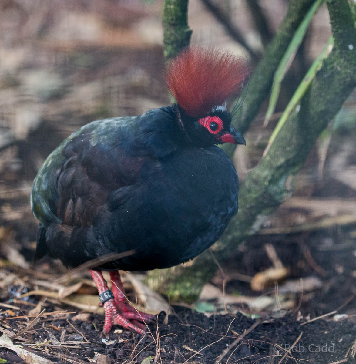 Roulroul : Waddesdon : 11 Oct 2015