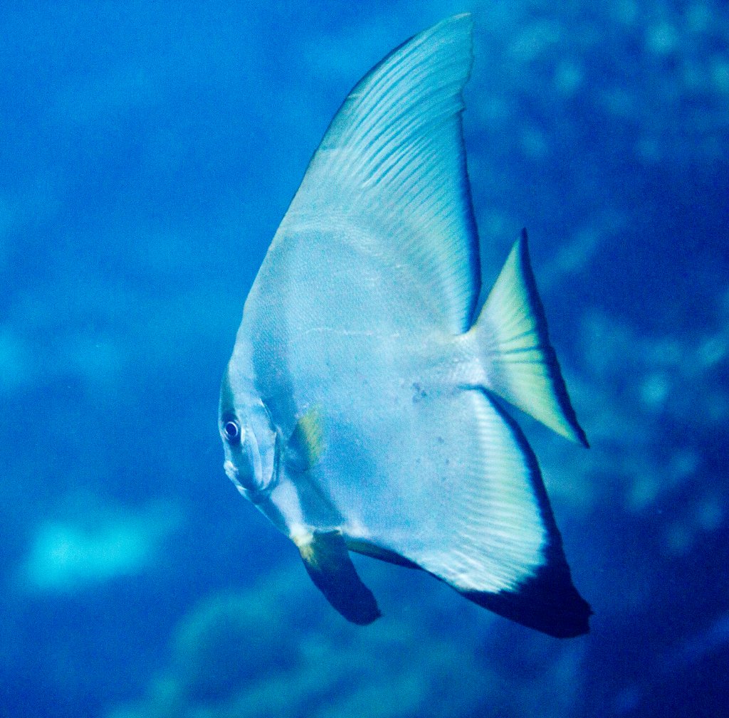 Round Batfish