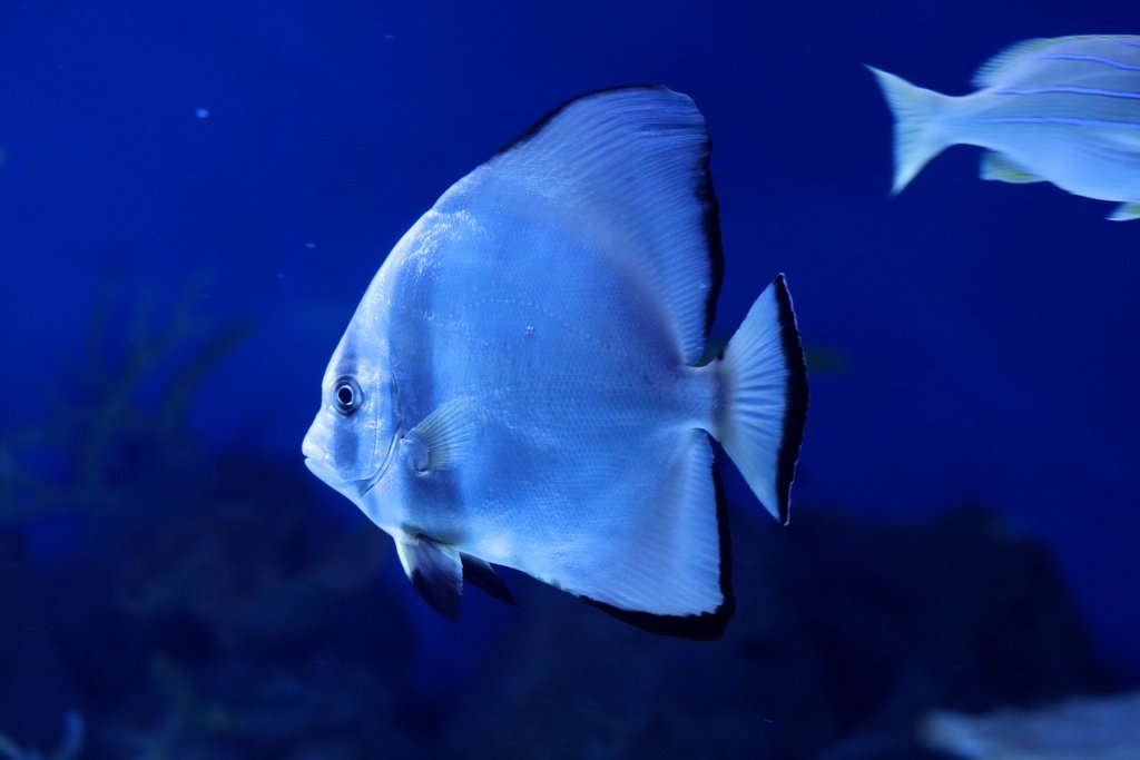 Round Batfish